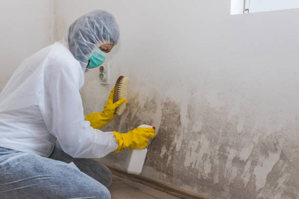 Trusted Thomasville, GA Mold Removal Services Experts